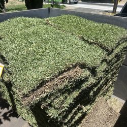 St Augustine Sod