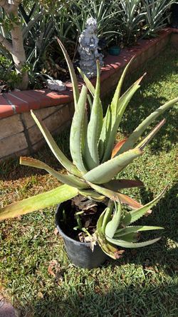 Aloe vera