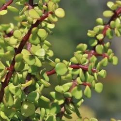 Portucalaria Affra Elephant Bush Starts