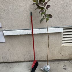 Healthy Thai Guava Fruit Tree Plant About 5ft 