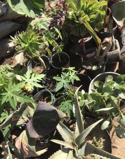 Plants