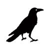 Crow Audio 