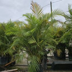 Arecas Over 6 To 7 Feet Tall Instant Privacy Hedge