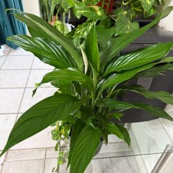 ♥️Super Healthy 1 of the BEST Air PURIFYING Plant peace Lilly🙏PLS Read Description 