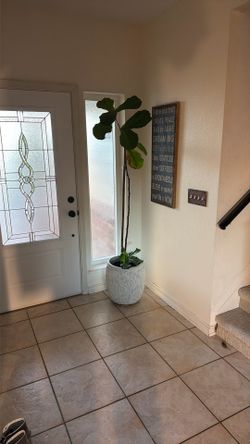 Giant Indoor House Plant OBO