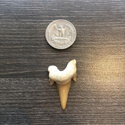 Large Otodus Obliquus Great White Megaldon Ancestor Shark Tooth