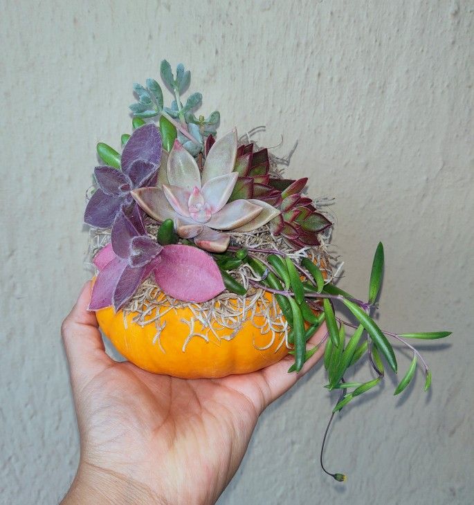 Succulent Pumpkin