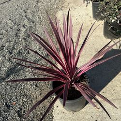Cordyline
