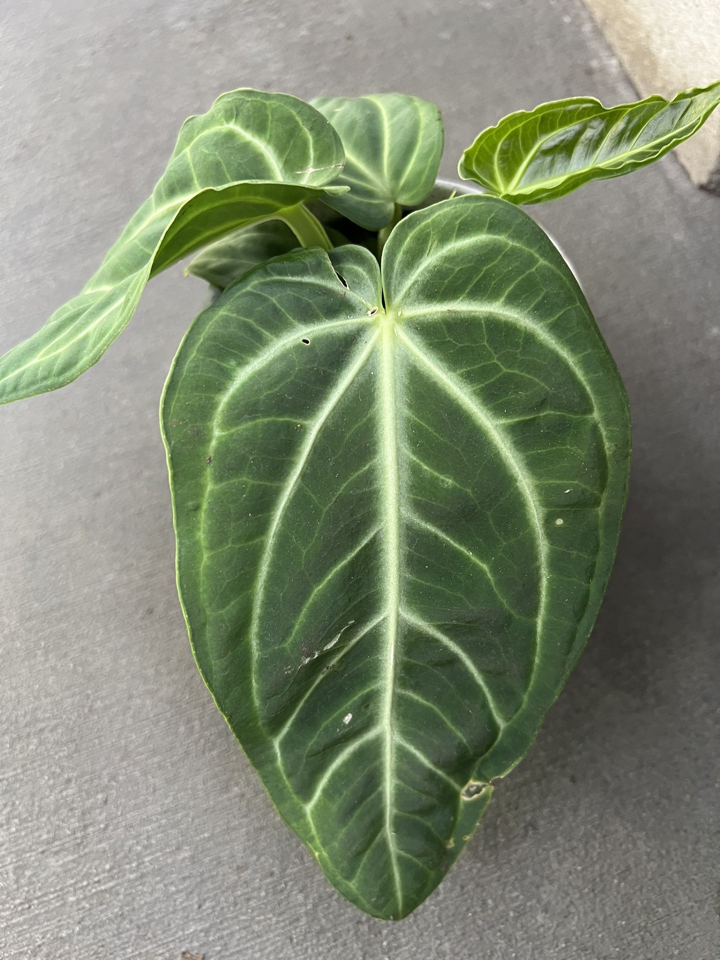 Rare Plant