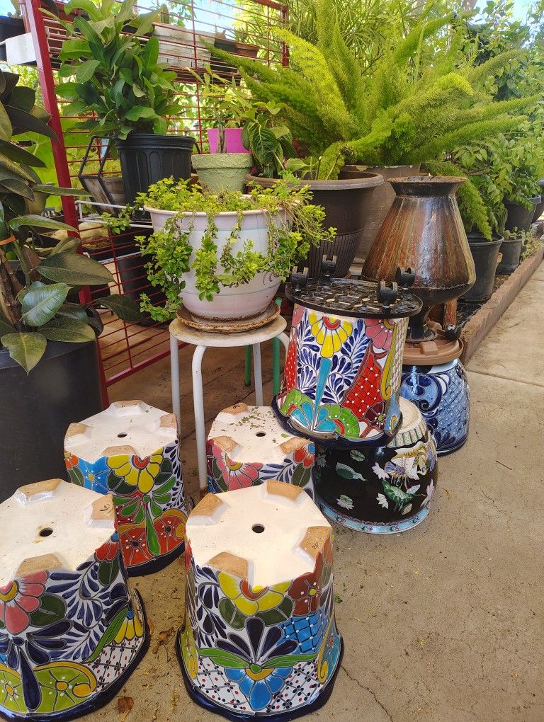 Plantas Y Flores