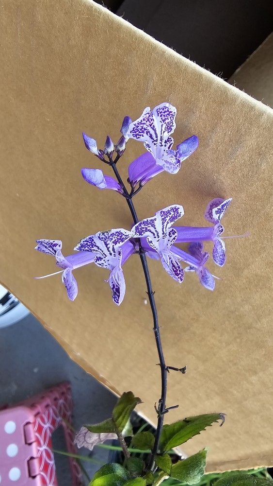 Mona Lavender Flower Plant, 1ft Tall, Rooted, Blooming