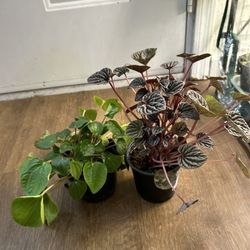 pilea plants 