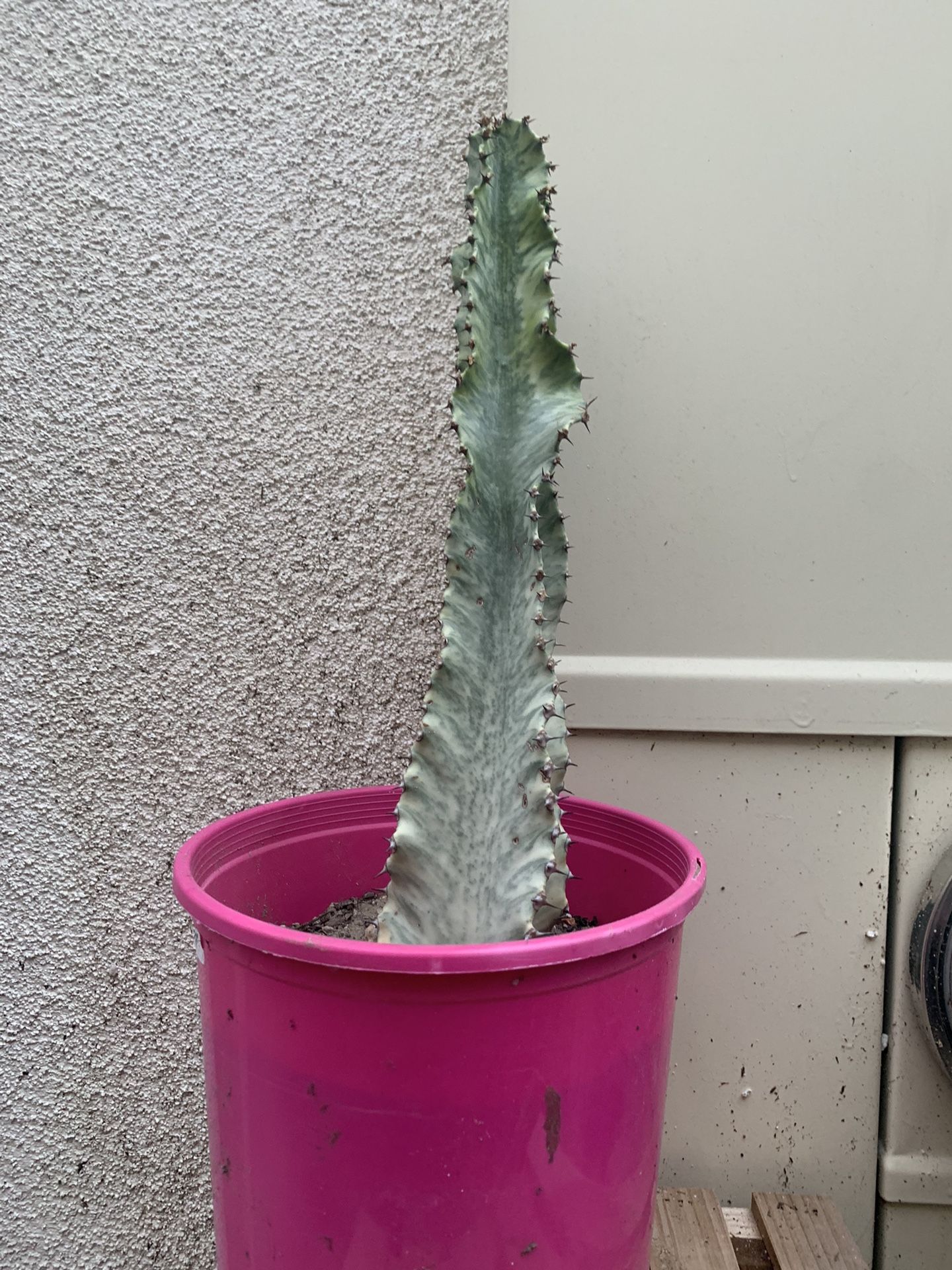 Variegated African cactus Plant
