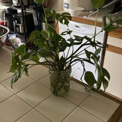 Mini Monstera Plant Cuttings 