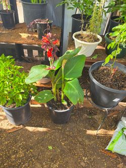 Red canna lily plant
