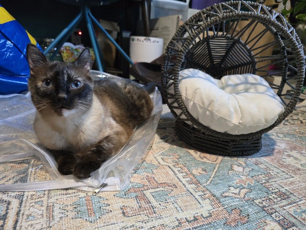 Cute Cat Bed