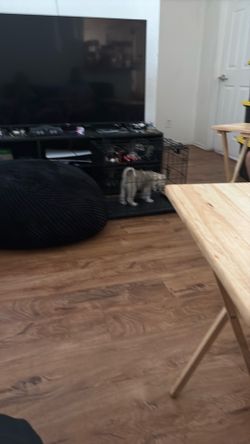 Puppy Kennel for rehomeing