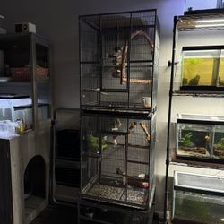 Bird Cage For Sale 