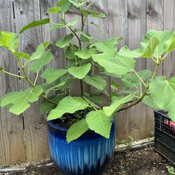 Fig Tree With Fig 
