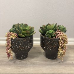 2 Succulent Plant Decor