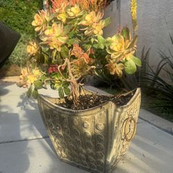 One Of A Kind: Japanese Vintage Planter w/ Succulent Tree 🌳 