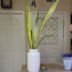 🌼 Rare Snake Plant | Sansevieria “Lauren” | Low Light & Drought Tolerant | Air Purifying | Vase Not Included