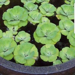 Aquarium Plants- Live