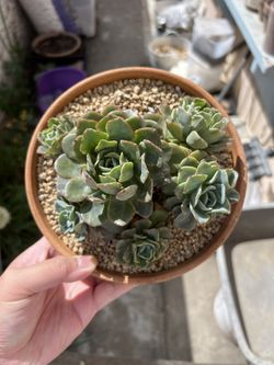Echeveria NOID In Terracotta