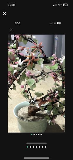 Authentic Japanese Bonsai