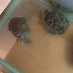 Two African Side Neck Turtles For Sale 