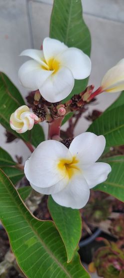 Plumeria Samoan Fluff, Rooted Pure Bright  White