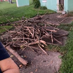Free firewood pile is getting big.