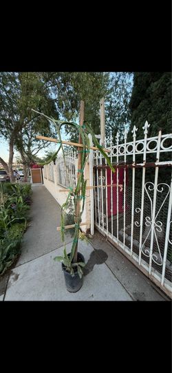 Planta de la fruta del dragón