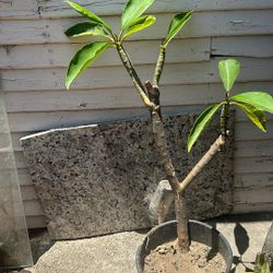 Plumeria Plant, 28 Inches Tall, Very Hardy