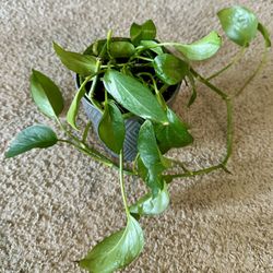Potted Golden Pothos (Devil’s Ivy)
