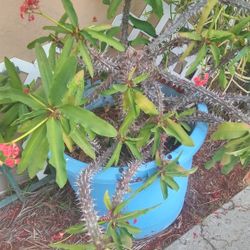 *MAKE ME AN OFFER*  PLANTS IN POTS - EVERYTHING MUST GO