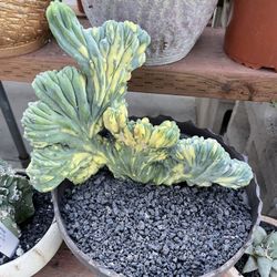 Myrillocactus Variegated Crest Imported Cactus 