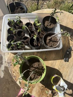 Crown Of Thorn Cactus Cuttings