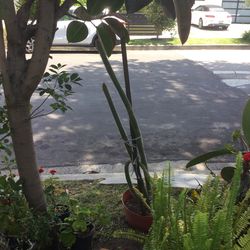7 Feet Green Plant With White Flower
