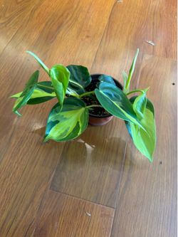 Philodendron Brazil