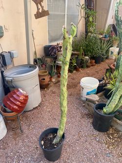 43” inch Tall Totem Pole Cactus