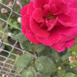Hermoso rosal rojo   grande En Maceta De Plastico 25 dolares