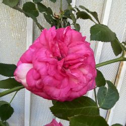 EDÉN CLIMBER , CLIMBING ROSE PLANT,  Ideal For arbors, Walls, And Cottage Gardens, Is 7 Feet Tall In Large 15 Gallons Pot   