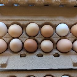 Fresh Organic Eggs 