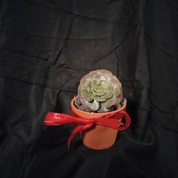 Succulent 