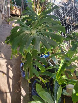 Large Monstera Deliciosa Plant three available