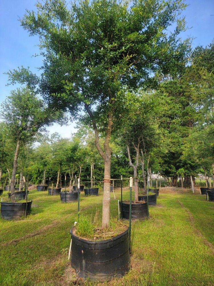 200 Gallons Live Oak Trees $ 300.00 We Can Deliver