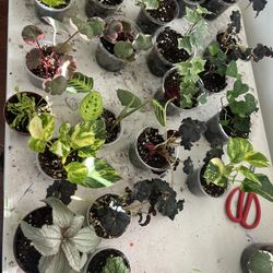 Homegrown Indoor House Plants SALE TODAY ONLY 3 For $25