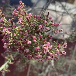 Desert Bush