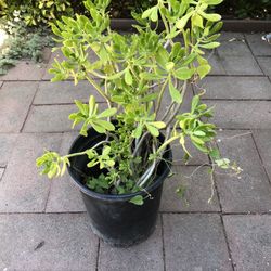 Tree Stone Crop Plant